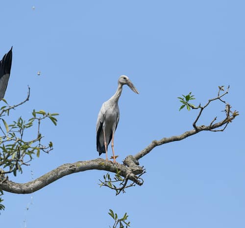 Asian Openbill reference