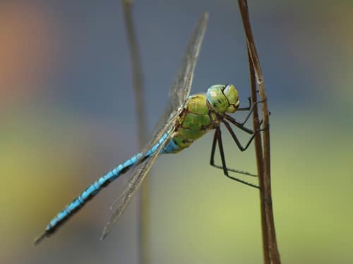 Emperor Dragonfly reference