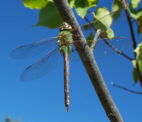 Green Darner reference