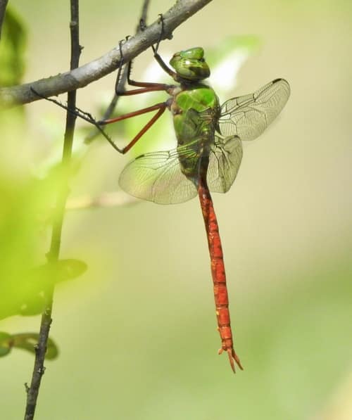 Comet Darner reference