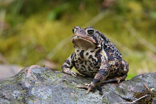 American Toad reference