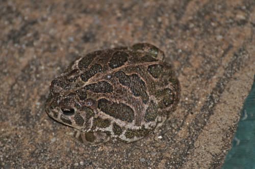 Great Plains Toad reference