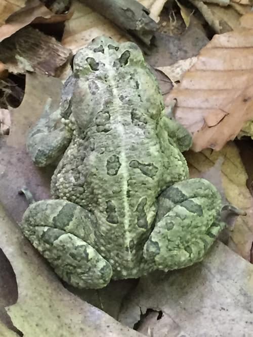 Fowler's Toad reference