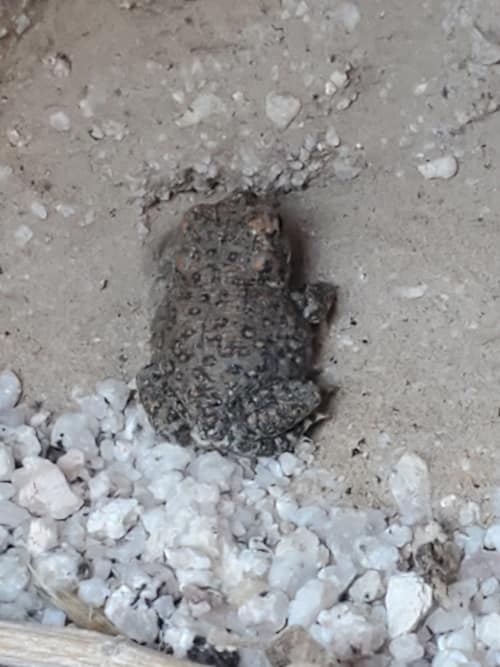 Red-spotted Toad reference