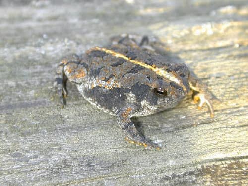 Oak Toad reference