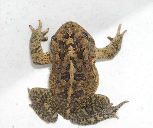 Southern Toad reference