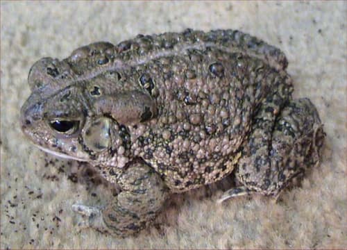 Woodhouse's Toad reference