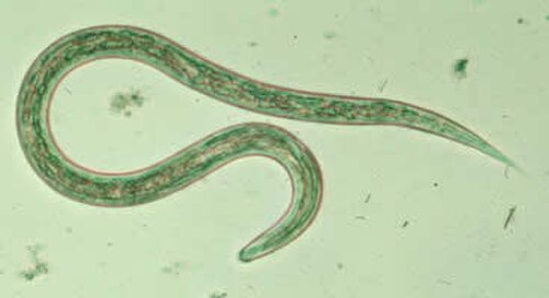 Old World Hookworm reference