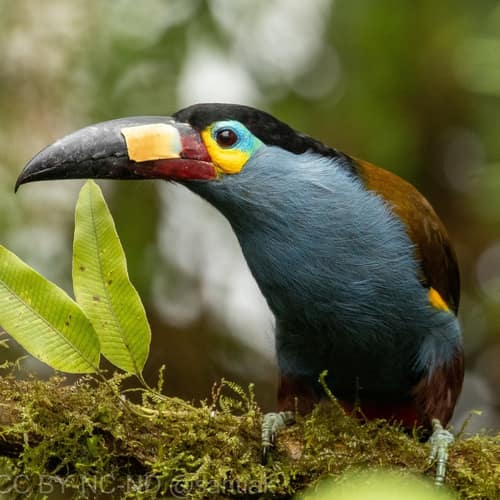 Plate-billed Mountain-Toucan reference