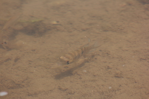 Blue Acara reference