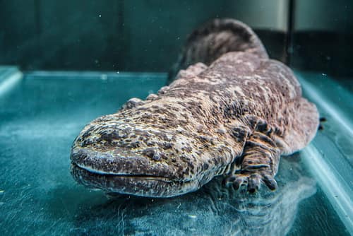 Chinese Giant Salamander reference