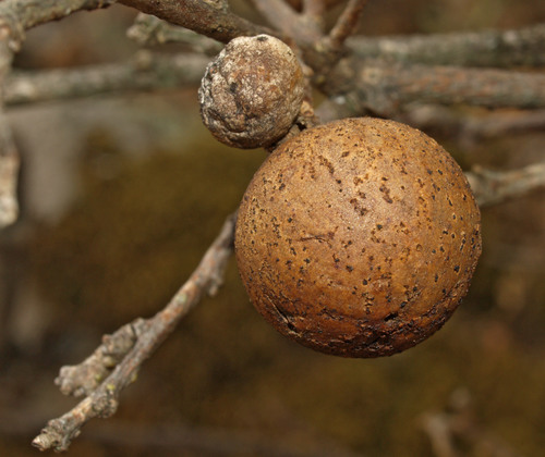 Oak Marble Gall Wasp reference