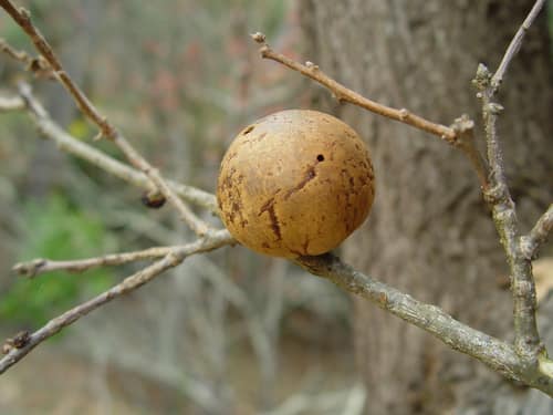 California Gall Wasp reference