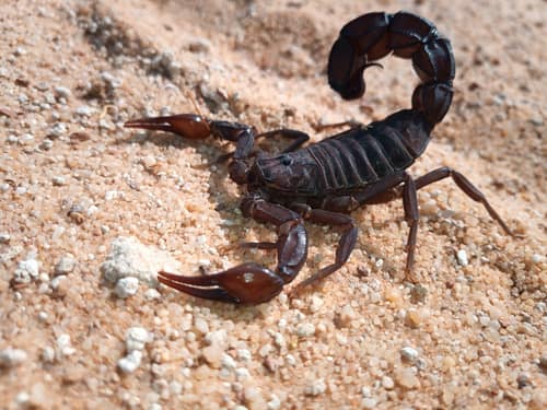 Arabian Fat-tailed Scorpion reference