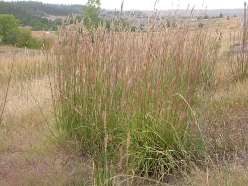 Big Bluestem reference