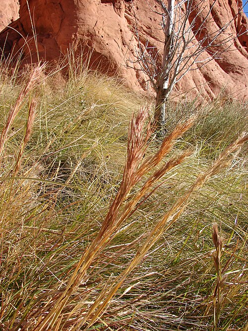 Bushy Bluestem reference