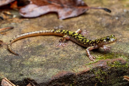 Green Salamander reference