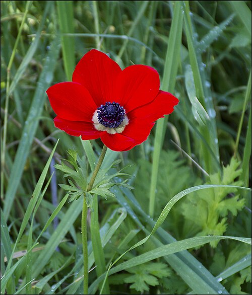 Poppy Anemone reference