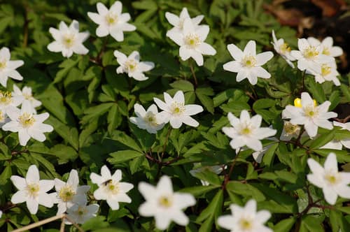 Wood Anemone reference