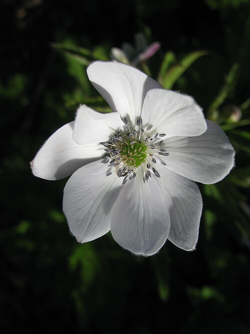 River Anemone reference