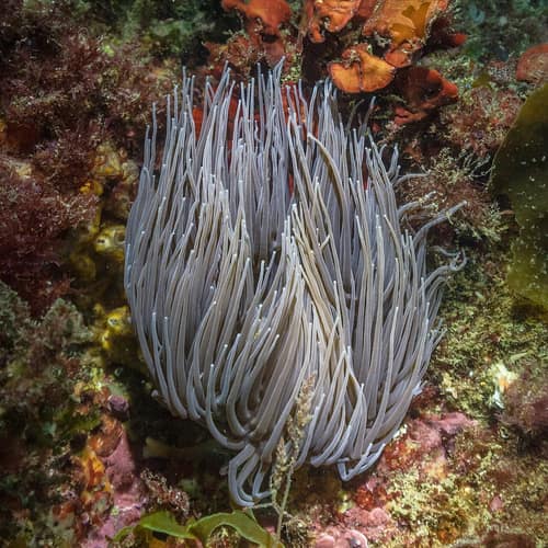 Snakelocks Anemone reference