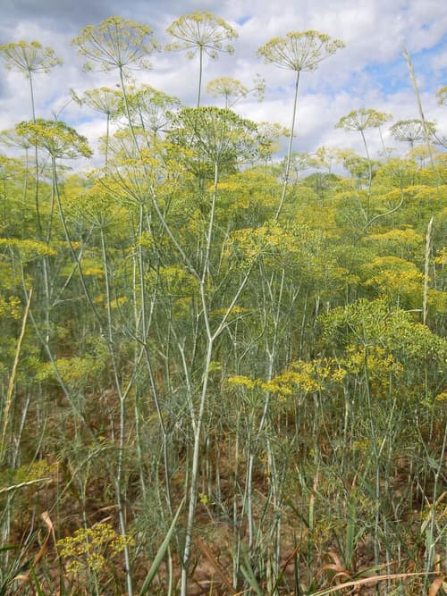 Dill reference