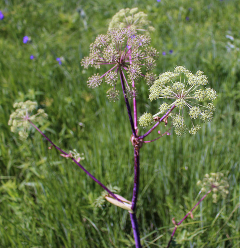 Purplestem Angelica reference
