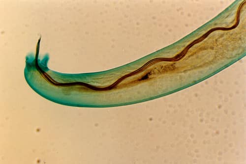 Rat Lungworm reference