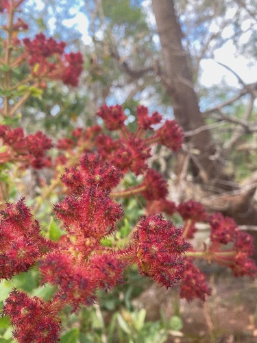 Sydney Red Gum reference