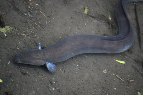 Short-finned Eel reference