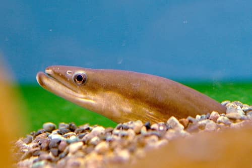 Japanese Eel reference