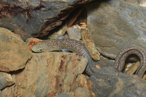 Giant Mottled Eel reference
