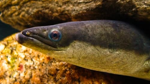 American Eel reference