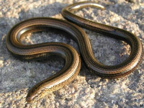 Slow Worm reference