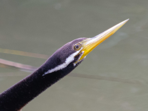 Australasian Darter reference