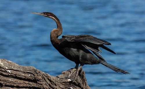 African Darter reference