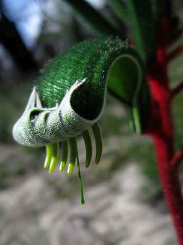 Red and Green Kangaroo Paw reference