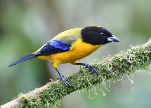 Black-chinned Mountain-Tanager reference
