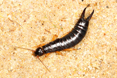 Maritime Earwig reference