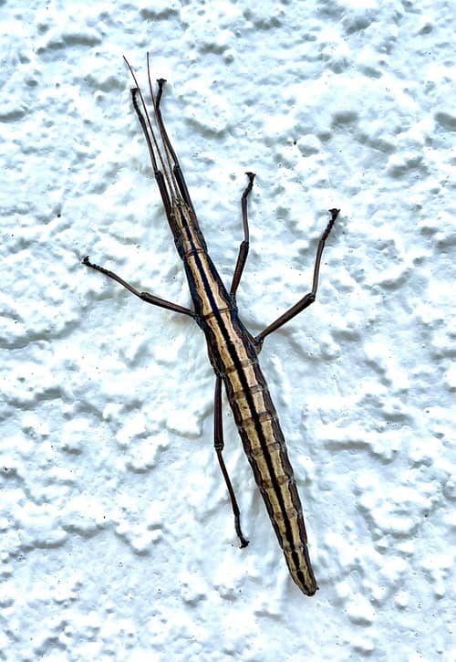 Southern Two-striped Walkingstick reference