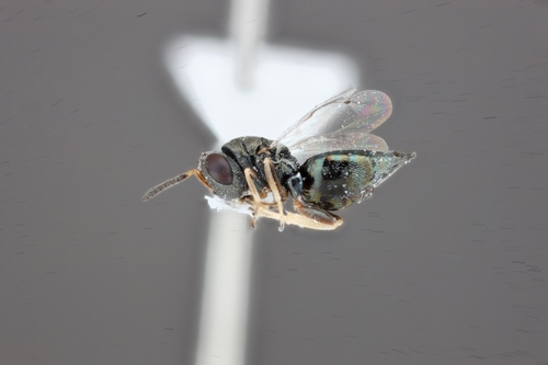 Grain Weevil Parasitoid reference