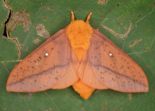 Peigler's Oakworm Moth reference