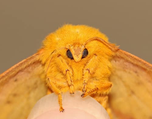 Orangestriped Oakworm Moth reference