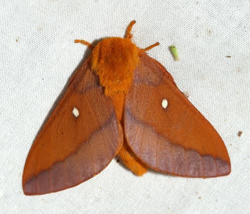 Pink-striped Oakworm Moth reference