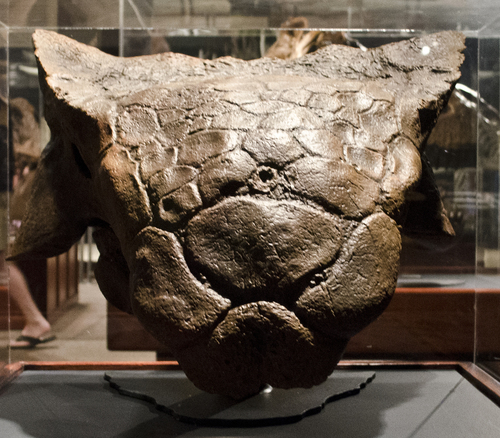 Ankylosaurus Magniventris reference