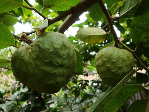 Cherimoya reference