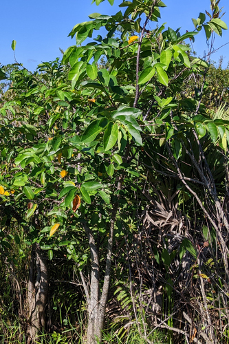 Pond Apple reference