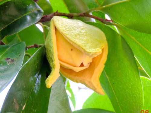 Soursop reference
