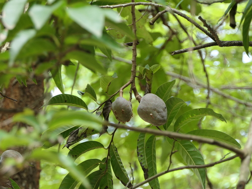 Custard Apple reference