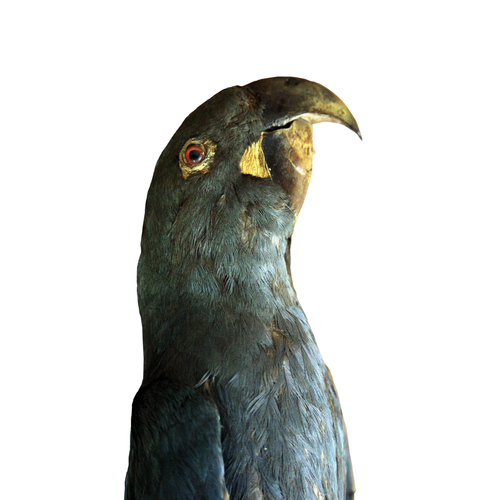 Glaucous Macaw reference